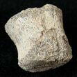 Hadrosaur Caudal Vertebrae (Tail Bone) #14814-1